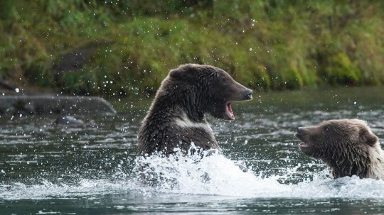 Alaska Animal Rescue - 7. epizoda