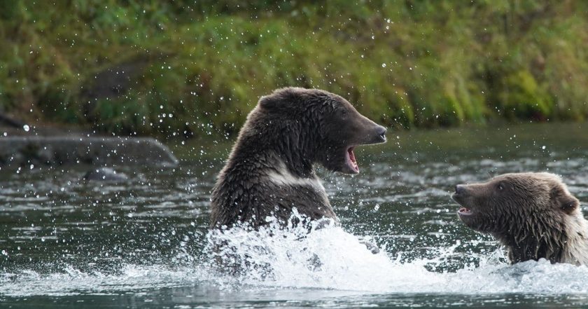 Alaska Animal Rescue