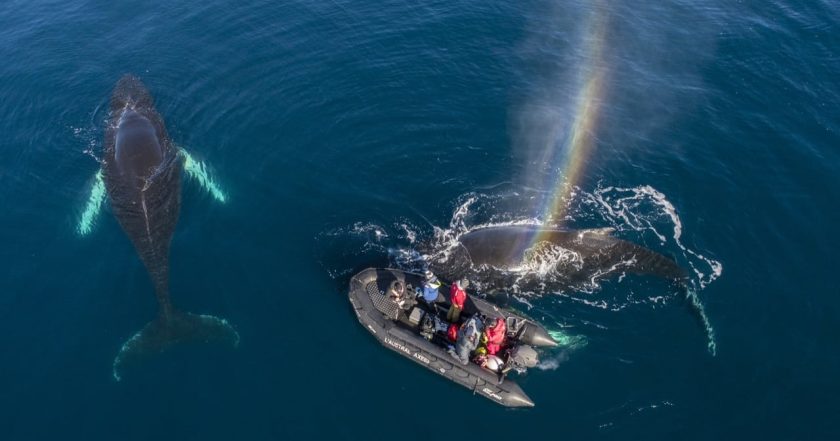 Whales in a Changing Ocean