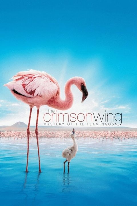 Plakát The Crimson Wing: Mystery of the Flamingos