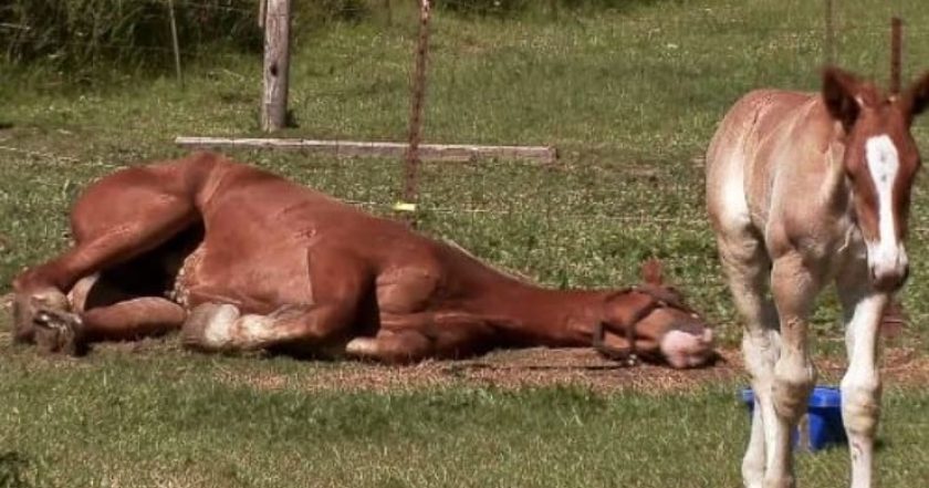 The Incredible Dr. Pol