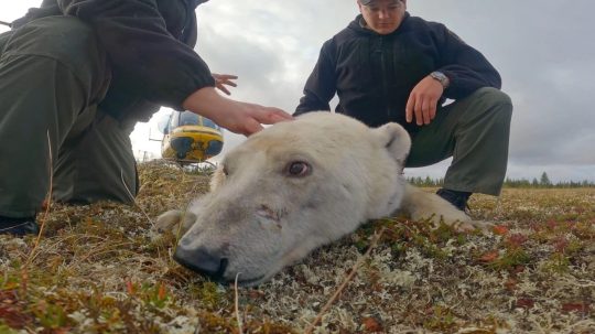 Veterináři z Arktidy - Obavy z vlčí rakoviny