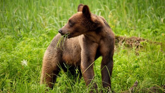 Ze života mláďat - Příběh medvíděte grizzlyho