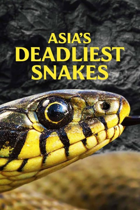 Plakát Asia's Deadliest Snakes