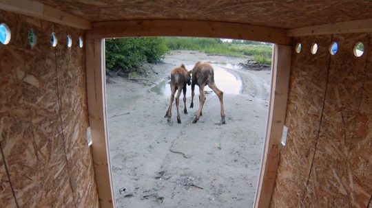 Dr. Oakley, Yukon Vet - 9. epizoda