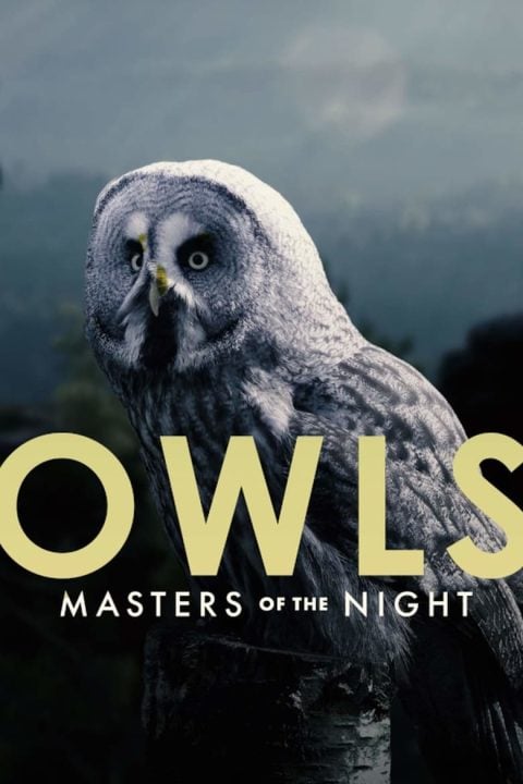 Plakát Owls: Masters of the Night