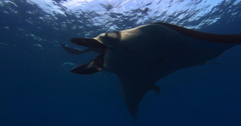 Ocean Odyssey: The Blue Realm