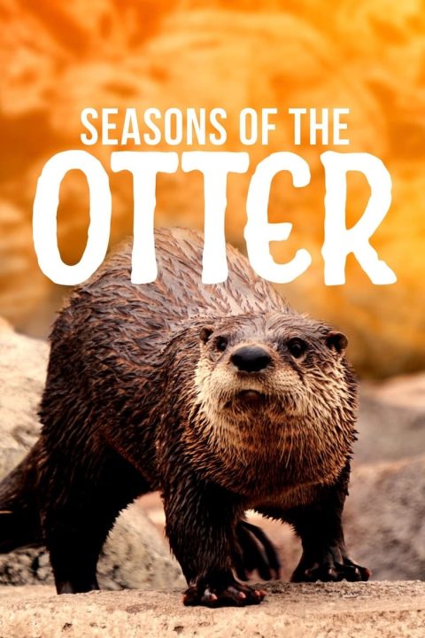 Plakát Seasons of the Otter