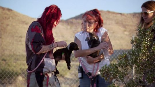 Pit Bulls and Parolees - 9. epizoda