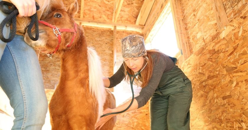 Dr. Oakley, Yukon Vet