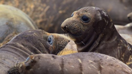 Slavné národní parky - Státní mořská rezervace Monterey Bay, USA