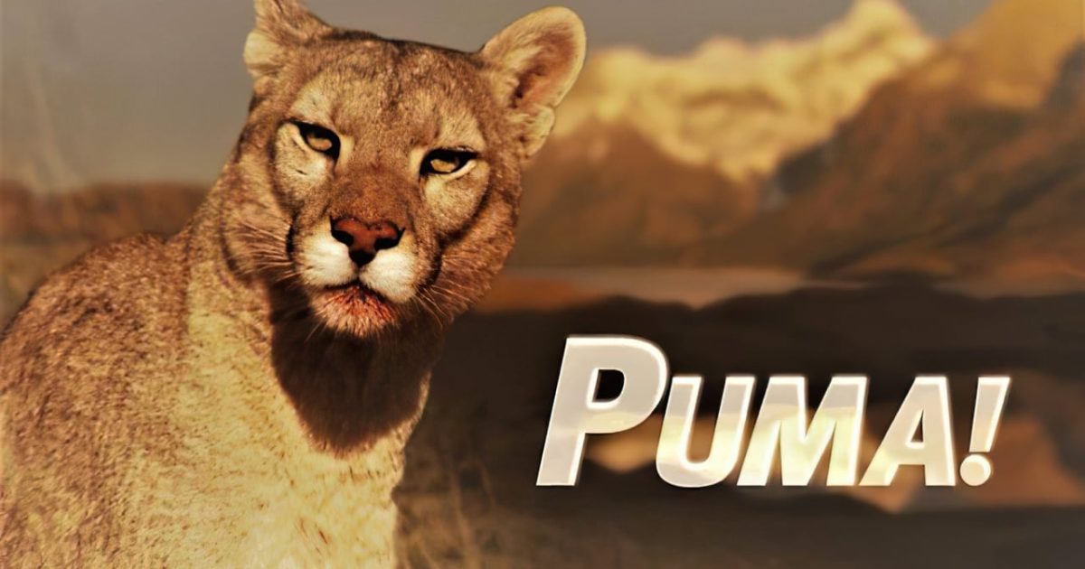 Puma!