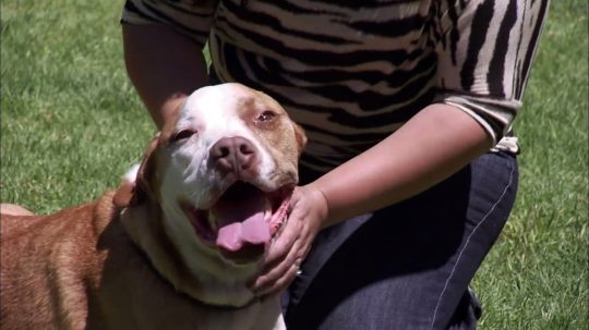 Pit Bulls and Parolees - 7. epizoda