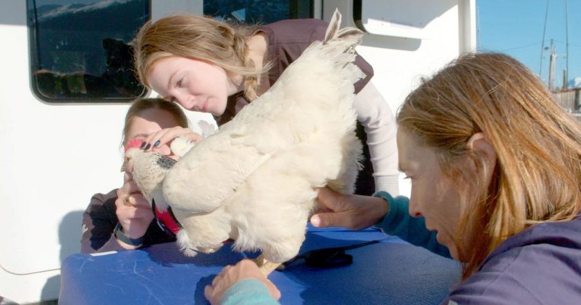 Dr. Oakley, Yukon Vet