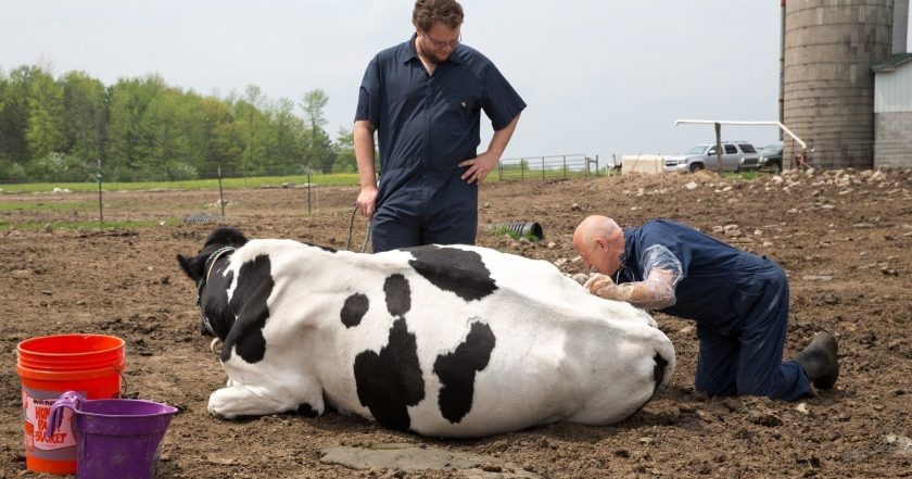 The Incredible Dr. Pol