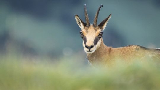 România Sălbatică - 1. epizoda