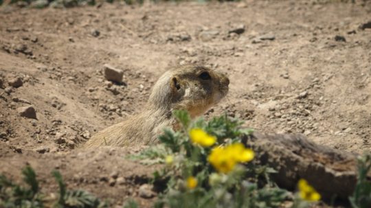 Prairie Dog Manor - 4. epizoda