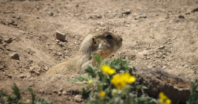 Prairie Dog Manor