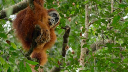 Slavné národní parky - Gunung Leuser, Indonésie