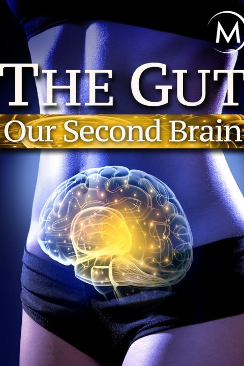 Plakát The Gut: Our Second Brain