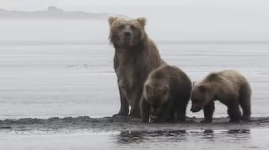 The Tracker’s Diary: Bears of Katmai - 5. epizoda