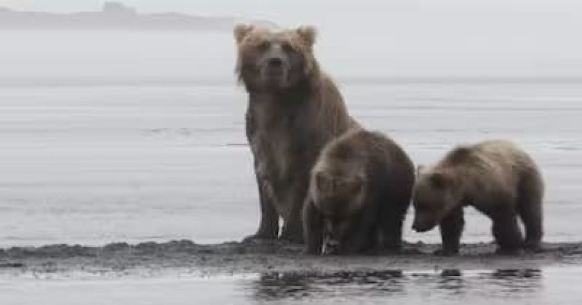 The Tracker's Diary: Bears of Katmai