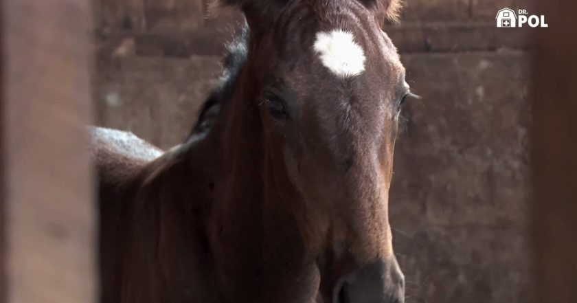 The Incredible Dr. Pol