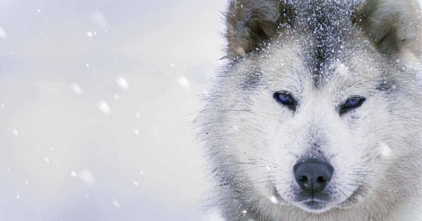 Ice Dogs: The Only Companions Worth Having