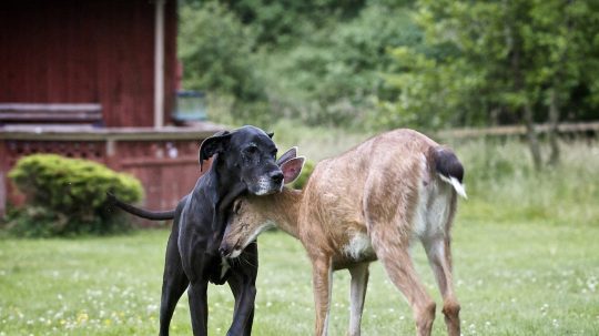 Unlikely Animal Friends - 3. epizoda