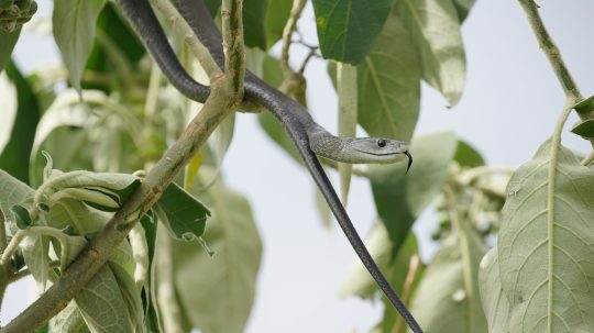 World’s Deadliest Snakes - 2. epizoda