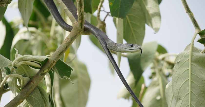 World's Deadliest Snakes