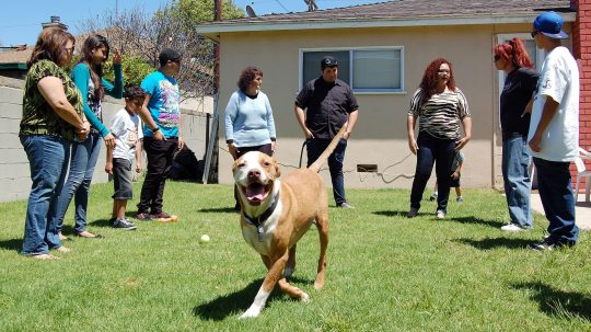 Pit Bulls and Parolees - 1. epizoda