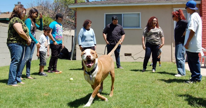 Pit Bulls and Parolees