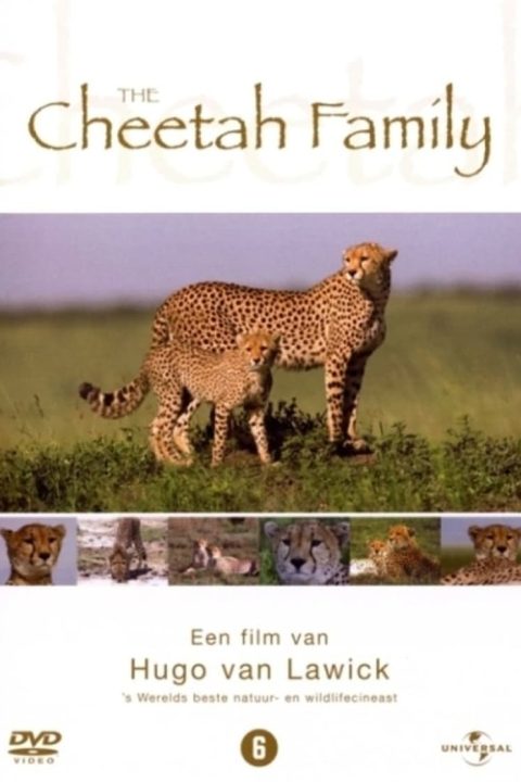 Cheetah Story