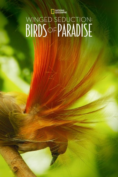 Plakát Winged Seduction: Birds of Paradise