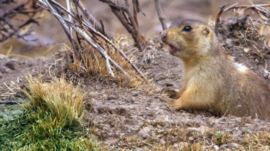 Prairie Dog Manor - 1. epizoda