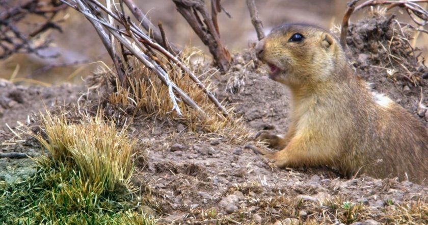 Prairie Dog Manor