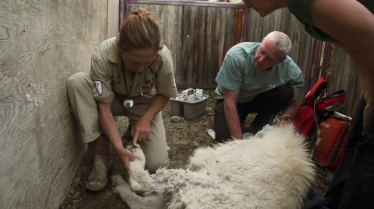 Dr. Oakley, Yukon Vet - 7. epizoda