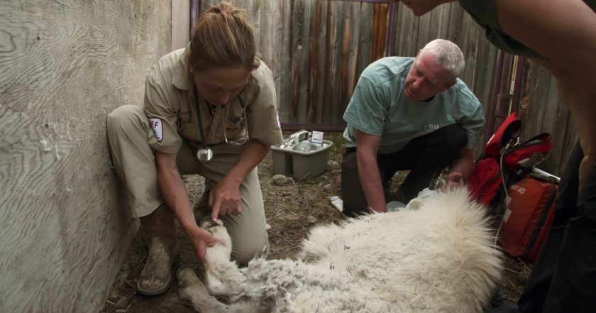 Dr. Oakley, Yukon Vet