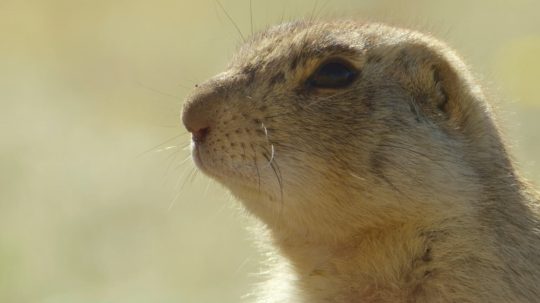 Prairie Dog Manor - 5. epizoda