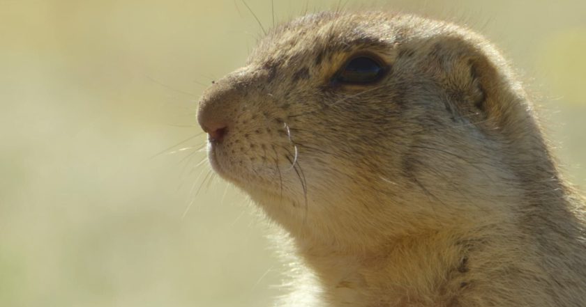 Prairie Dog Manor