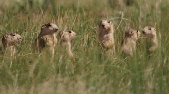 Prairie Dog Manor - 8. epizoda