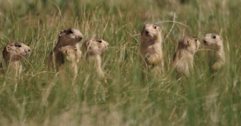 Prairie Dog Manor