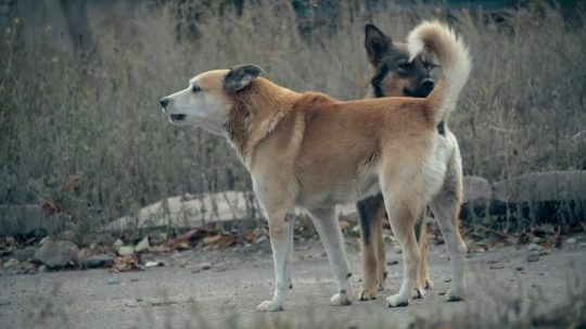 72 Dangerous Animals: Latin America - 5. epizoda