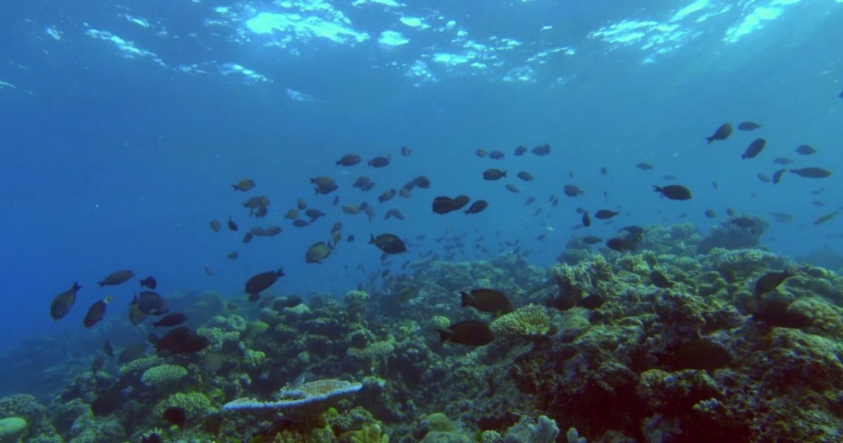 The Moon's Spell on the Great Barrier Reef