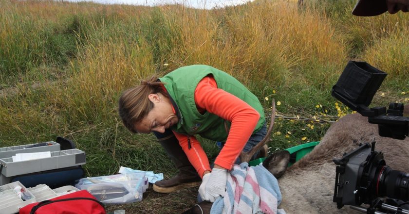 Dr. Oakley, Yukon Vet