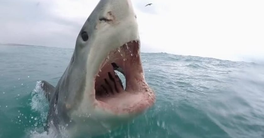 When Sharks Attack