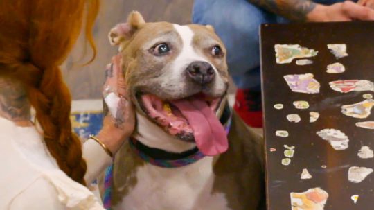 Pit Bulls and Parolees - 4. epizoda