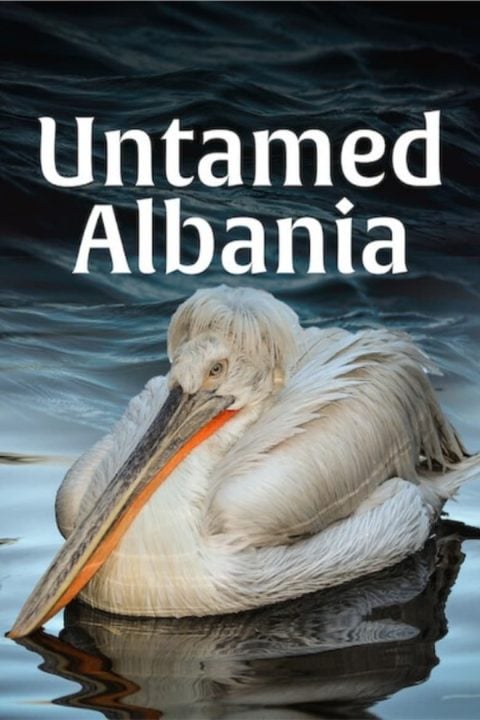 Plakát Untamed Albania