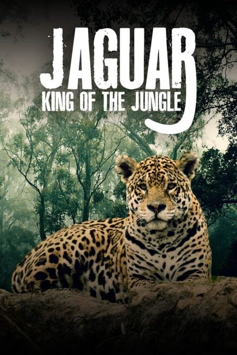 Plakát Jaguar: King of the Jungle